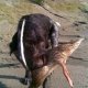 <p>Groll, stupendo cane da caccia, impegnato nel riporto di un anatra e nel riempire di soddisfazione il suo padrone Attilio..</p>